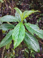 Glossoloma ichthyoderma