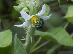 Euglossa