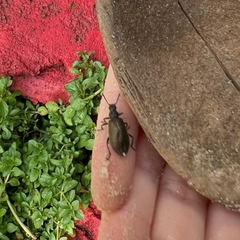 Lagria villosa