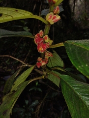 Glossoloma ichthyoderma