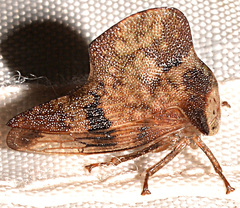 Telamona maculata
