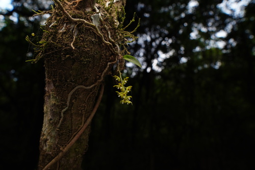 Saccolabiopsis