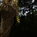 Saccolabiopsis armitii - Photo (c) Daniel, osa oikeuksista pidätetään (CC BY-NC), lähettänyt Daniel