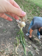 Allium cepa aggregatum