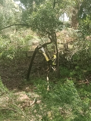 Dacelo novaeguineae novaeguineae