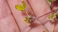 Trifolium striatum