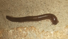 Orthoporus