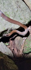 Cacophis squamulosus