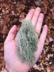 Usnea subfloridana