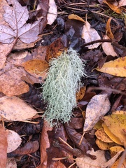 Usnea subfloridana