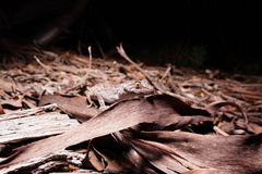 Strophurus intermedius