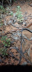 Brachyurophis australis