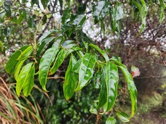 Itea parviflora