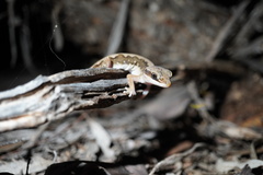 Diplodactylus vittatus