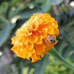 Zygometis xanthogaster