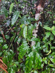 Itea parviflora