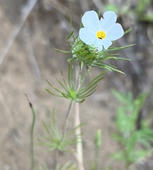 Leptosiphon montanus