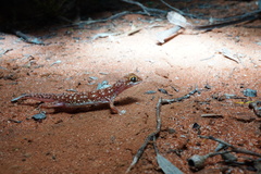 Rhynchoedura ormsbyi