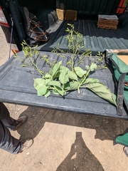 Nicotiana paniculata