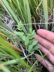 Polemonium occidentale occidentale