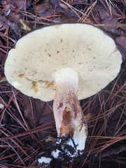 Suillus luteus
