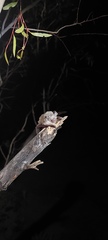 Nyctophilus geoffroyi