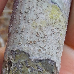Lecanora