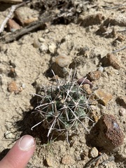 Sclerocactus cloverae