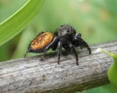 Phidippus johnsoni