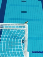 Pitangus sulphuratus