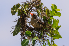 Anaplectes rubriceps