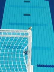 Pitangus sulphuratus