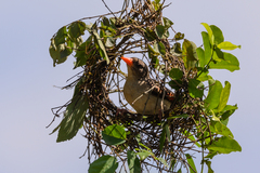 Anaplectes rubriceps