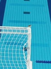 Pitangus sulphuratus