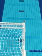 Pitangus sulphuratus