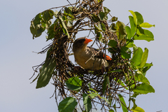 Anaplectes rubriceps