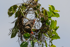 Anaplectes rubriceps