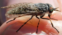 Haematopota pluvialis