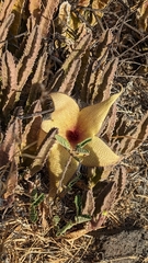 Stapelia gigantea