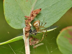 Theridion pyramidale