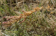 Suaeda