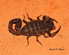 Tityus bahiensis