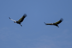 Balearica regulorum