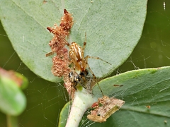 Theridion pyramidale