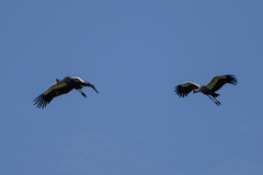 Balearica regulorum