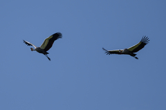 Balearica regulorum