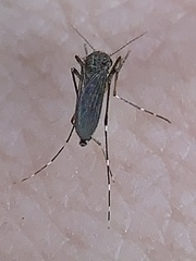 Aedes taeniorhynchus