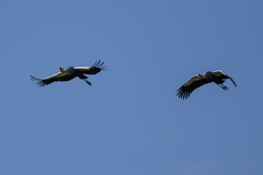 Balearica regulorum