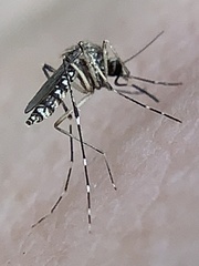 Aedes taeniorhynchus