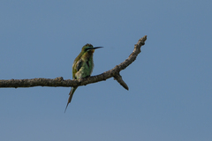 Merops persicus
